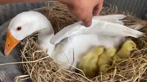 Amazing Pekin Duckling Hatching From Eggs - Nee Baby Duck Born