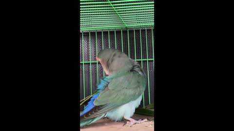 Colorful Parrot Walking in the Cage