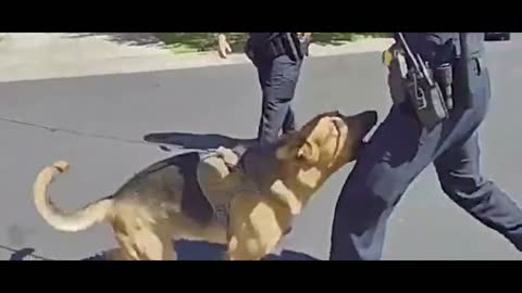 Dog Attacks Police Officer | News