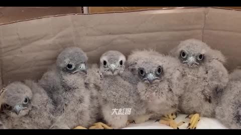 baby owl