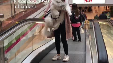 Shopping with the cutest dog