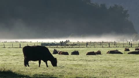 Cows in the morning in New Zealand