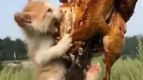 Baby Cat Eating Chicken