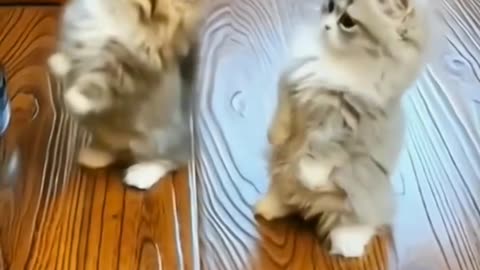 Cute and funny cats