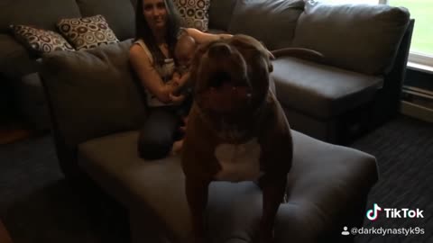 How Pitbul Dog Protects 2 Kids