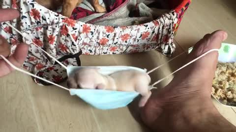 This puppy Loves Its Hammock