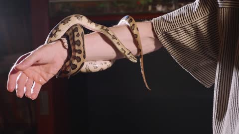 Snake on the male hand. Dangerous reptiles in the role of domestic pets