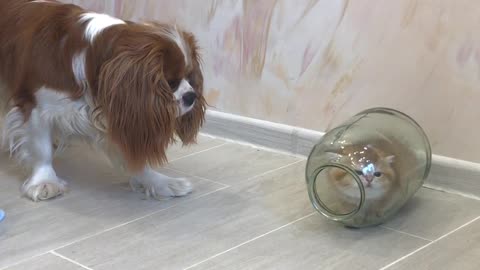 Kitten Hides from Dog in Glass Jar