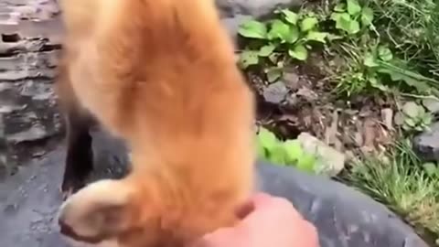 FUNNY ANIMAL VIDEO