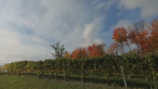 Roof Mounted GoPro- Vinyard Drive 2 Traverse City