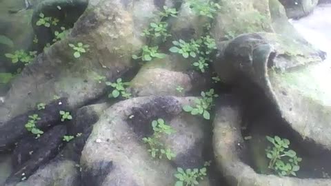 Unbelievable! Plants growing in a winter sheet without any earth! [Nature & Animals]