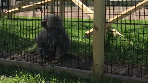 Monkey Throws Dirt at Zoo Visitors