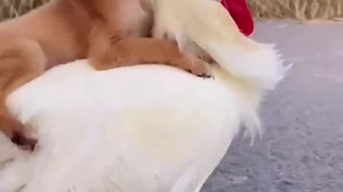 Cute dog riding Cockerel