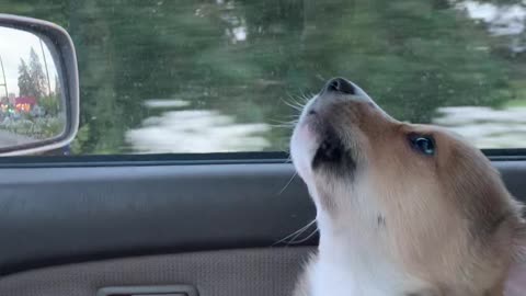 Disapproving Corgi Voices Opinion on Car Rides