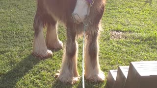 Gypsy Colt Quiggly Being Ornery!