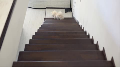 white dog only goes down the stairs one step at a time