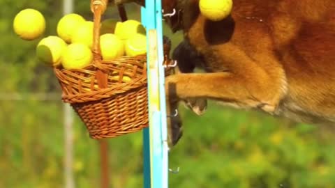 Dog training high jump