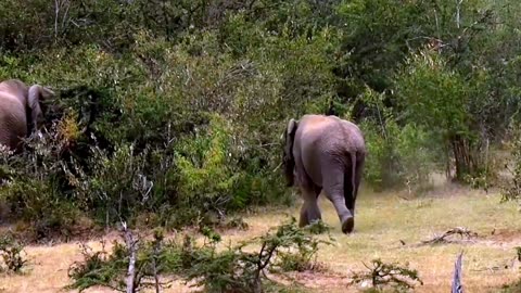 Young bull elephant gives himself a dust bath in Kenya-(1080p)