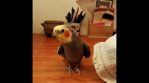 Funny Parrots Videos Compilation cute moment of the animals - Cutest Parrots