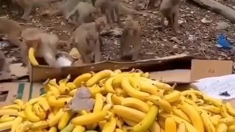 Sneaky chimps Loves Bananas