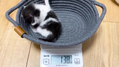 Adopted a tiny, Lonely kitten makes a Big Fuss Over Its First Poop