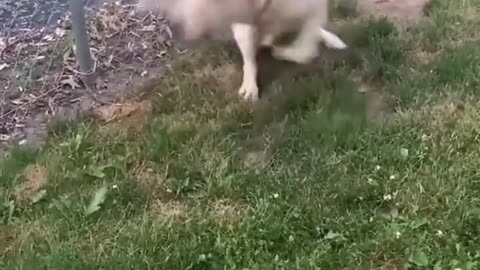 dog playing by the river