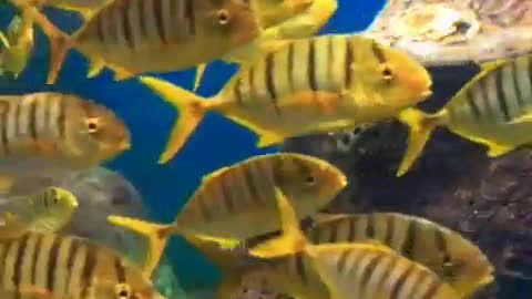 Large Schools of tropical fish swim in an orderly fashion