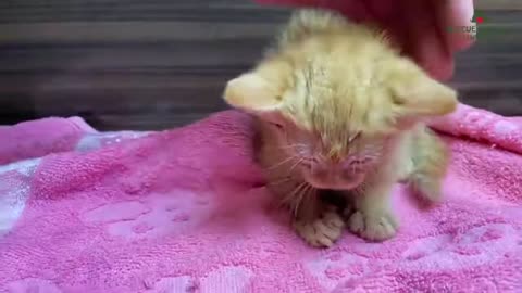 Rescue frozen kitten out of the snow