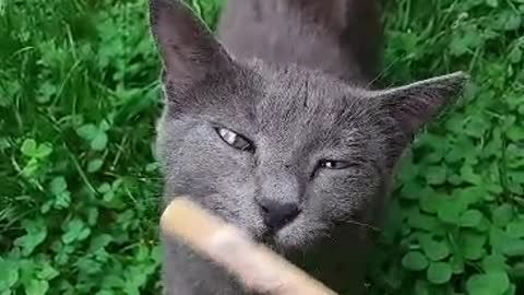 Cat loves ice cream