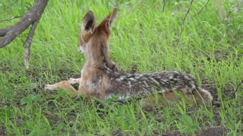 Black backed jackal resting under a tree at Central Kalahari Game Reserve in Botswana