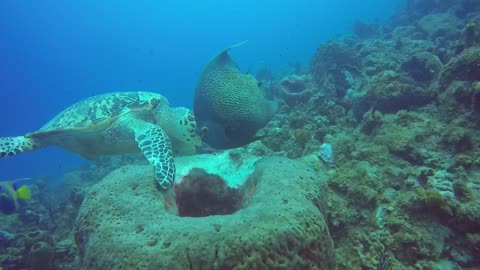 Turtle and Angels eating a sponge