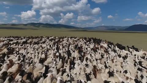 Aerial drone shot flying over big herd of sheep in endless landscape Mongolia