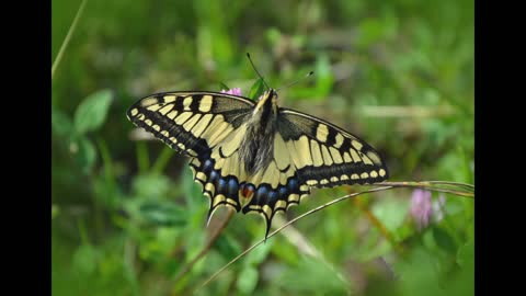 Beautiful Butterflies with Relaxing Music