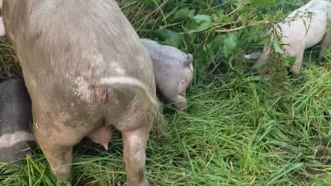 Using pigs to clear weeds