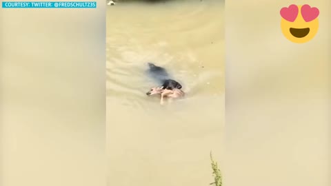 Dog wades through fast-moving river, saves baby deer