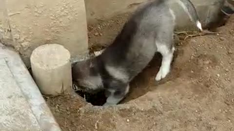 Husky dog puppy digging dirt hole