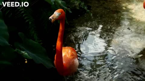 FLAMINGOS BIRD