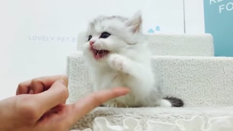 munchkin cat