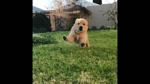 7 week old puppy in slow-mo. Look at those ears go!