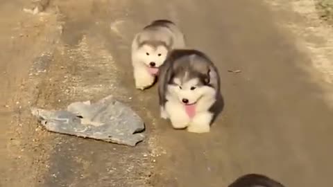 cute cute puupies