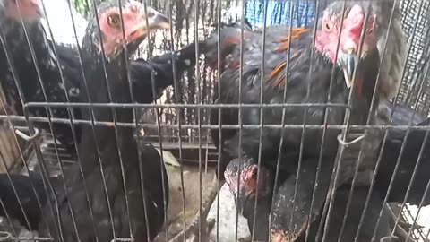 Chiken & Cages