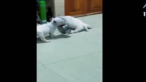 Funny animals - Funny cats _ dogs - Funny animal videos