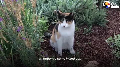 Street Cat Is So Determined To Get Inside This Woman’s Home | The Dodo