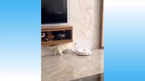 Top Funny Cat Videos Of The Week