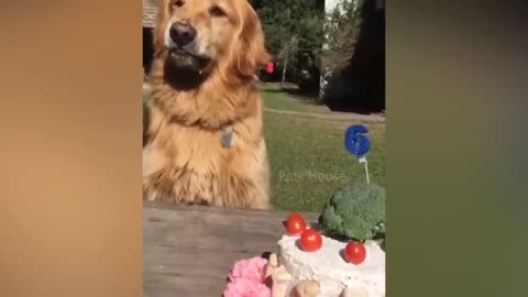 Dog Reaction to Cutting Cake 21