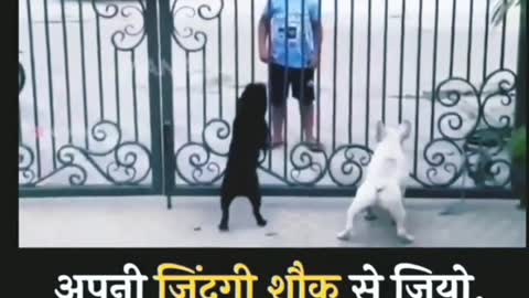 #funnyvideos. #catanddog