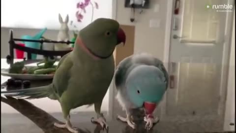 Funny Parrots talking like humans