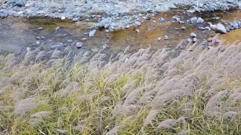 Streamside, reed field