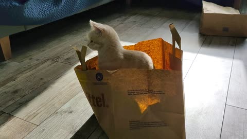 Young cat sitting in a paper bag