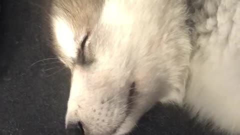 Arctic puppy nap time